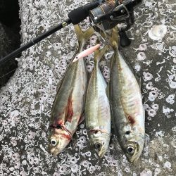 アジ　プラッキング