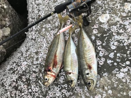 アジ　プラッキング