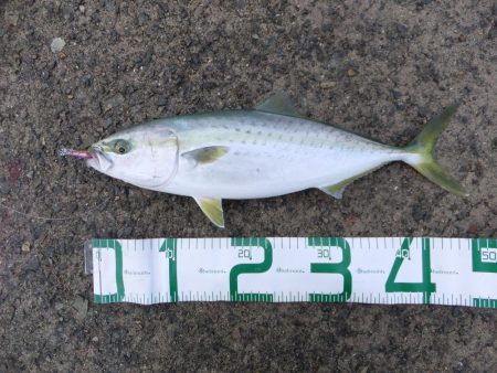 ルアーの勝利!?