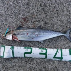 サゴシカッター