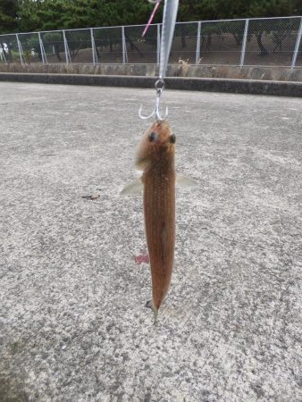 今日はついていない!?