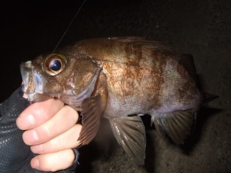 遠投してなんとかゲット