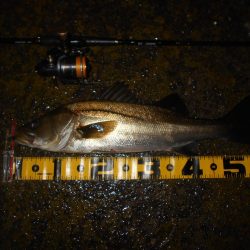 15分だけの釣り…。