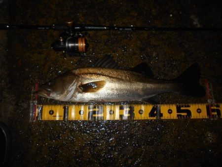 15分だけの釣り…。