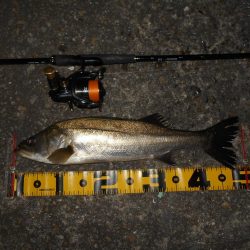 ちょこっとシーバス。