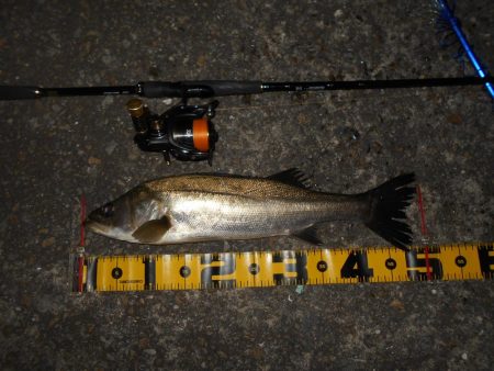 ちょこっとシーバス。