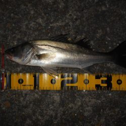 チーバスパラダイス…。