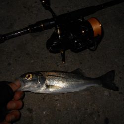 テトラ際のシーバス。