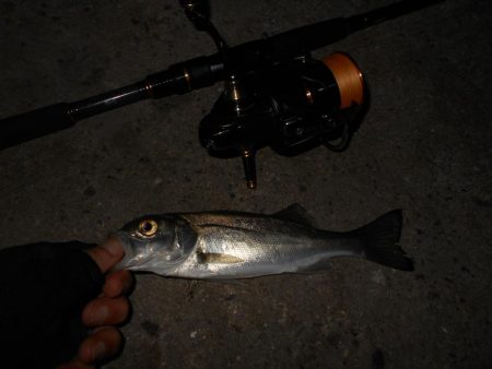 テトラ際のシーバス。