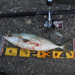 夕方の1時間勝負。