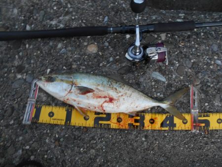 夕方の1時間勝負。