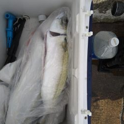 ジグでメジロ、エビで大サバ