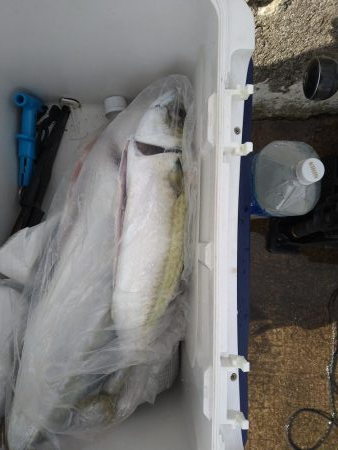 ジグでメジロ、エビで大サバ