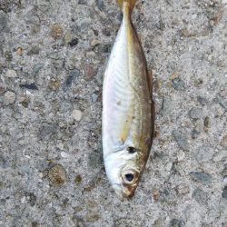 ひさびさにサビキ