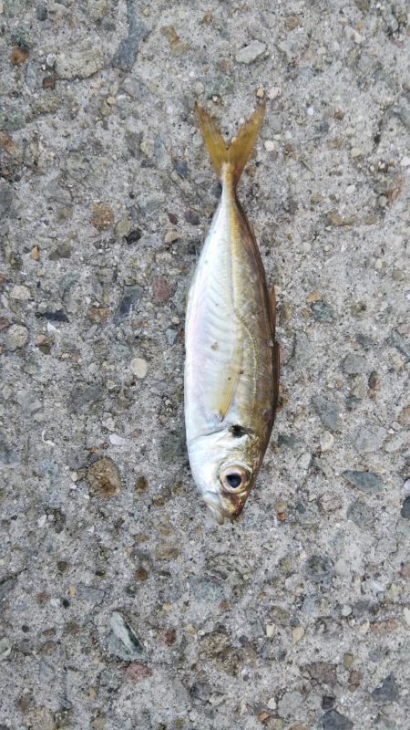 ひさびさにサビキ