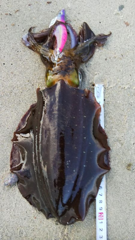 午後からエギング