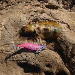 アオリイカを求めて~11月24日