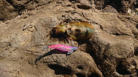 アオリイカを求めて~11月24日