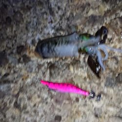 アオリイカを求めて~11月27日