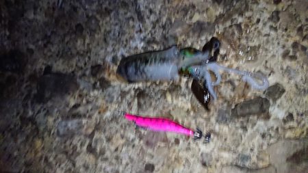 アオリイカを求めて~11月27日