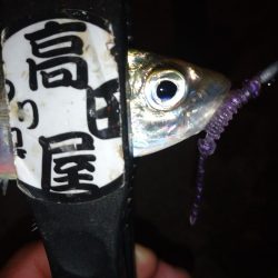 久々のアジング