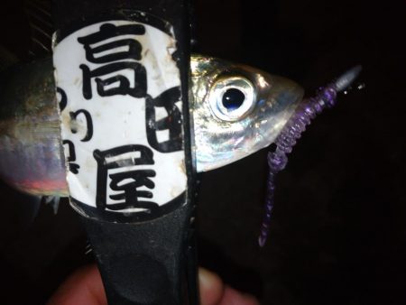 久々のアジング