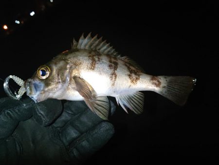 アジ調査も撃沈