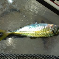 太刀魚&アジ釣り