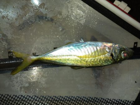 太刀魚&アジ釣り