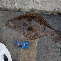 泳がせにヒラメ