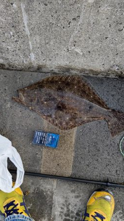 泳がせにヒラメ