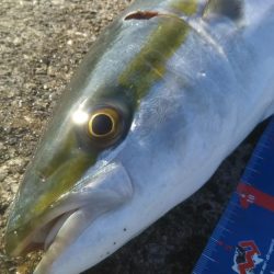 ハマチ釣れたけど…