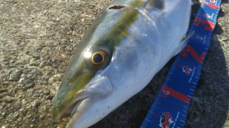 ハマチ釣れたけど…