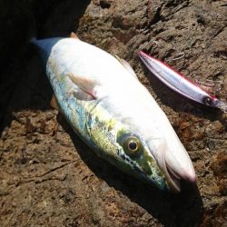 ﾊﾏちゃん久しぶり