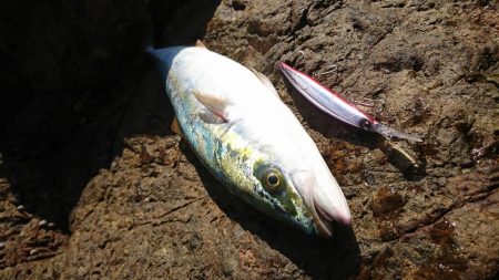 ﾊﾏちゃん久しぶり