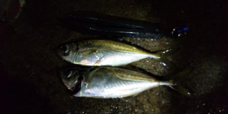 大半の時間無反応。