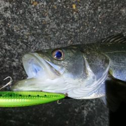 ショアプラッギング釣果