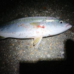 ナイトブルー???