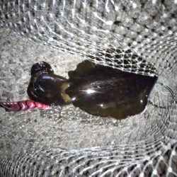 アオリ&コウイカ