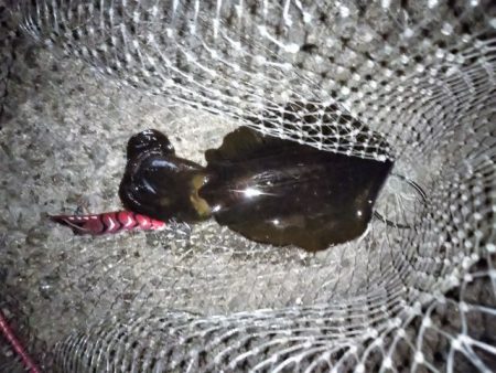 アオリ&コウイカ