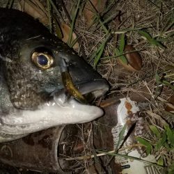 ストラクチャー際