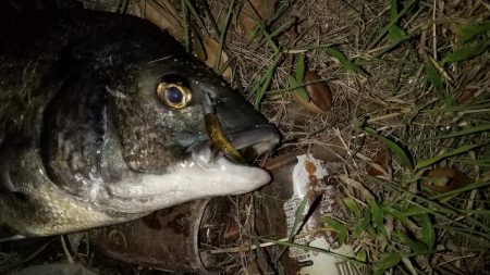 ストラクチャー際