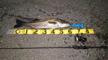 アジングタックルでシーバス？