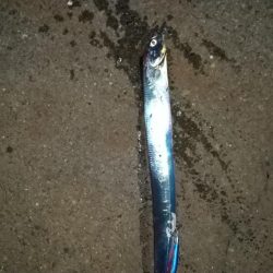 タチウオやっと開幕?