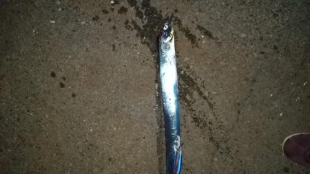 タチウオやっと開幕?