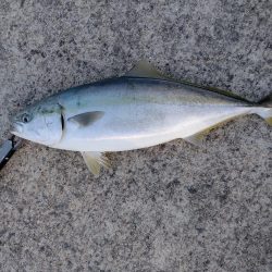 ショアジギング