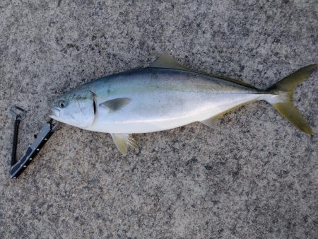 ショアジギング