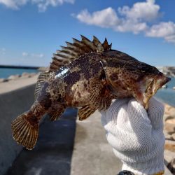 江井ヶ島・穴釣りで良型!