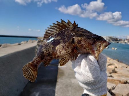 江井ヶ島・穴釣りで良型!