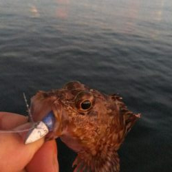 ガシラ20  フグ1